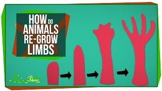 How Do Animals ReGrow Limbs And Why Cant We [upl. by Matilda]