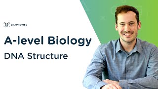 DNA Structure  Alevel Biology  OCR AQA Edexcel [upl. by Pernell]