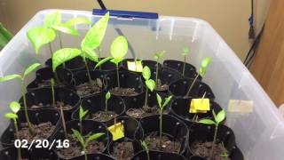 Pawpaw Journey Germination to Seedlings [upl. by Robbyn]