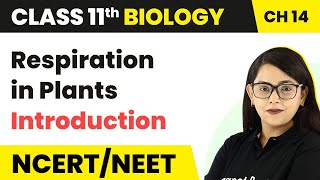 Class 11 Biology Chapter 14  Respiration in Plants  Introduction [upl. by Aidaas]