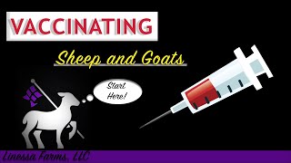 Vaccinating Sheep and Goats Comprehensive Guide [upl. by Bois148]