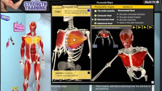 Pectoralis Major Muscle Motion Anatomy amp Kinesiology [upl. by Baptist]