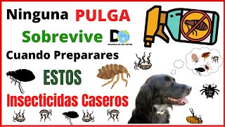 Acabé Todas Las PULGAS En Casa con Estos Mata Pulgas Caseros  Insecticida de Pulgas [upl. by Kate]