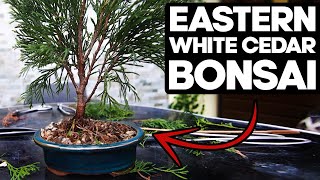 How to Bonsai an Eastern White Cedar🌲Thuja Occidentalis [upl. by Anelahs111]