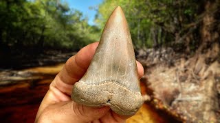 Swamp Exploration for Fossil Shark Teeth in Florida  Hunting for Megalodon Teeth [upl. by Ikik33]