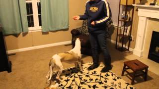 Whippet Tricks [upl. by Leahcam]