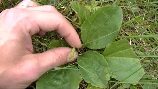 Wild Plantain Identification amp Uses [upl. by Lingwood]