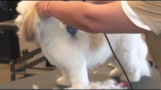 How to Use Clippers when Grooming a ShaggyHaired Dog  Dog Grooming [upl. by Monteria212]