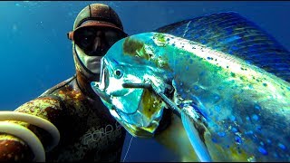 Spearfishing for Mahi Mahi  Dolphin fish What you NEED to know [upl. by Lerner]