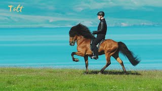 5 gaits of the Icelandic horse [upl. by Clite]