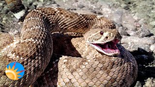 Phoenix Herpetological sanctuary rescues snakes other reptiles from Valley homes [upl. by Hennessey]