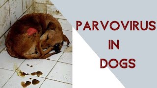 Parvo virus in dogs [upl. by Halian]