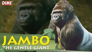 Jambo the Gorilla  The Gentle Giant  Documentary [upl. by Dunseath]