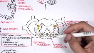 Neurology  Motor Pathways [upl. by Cr]