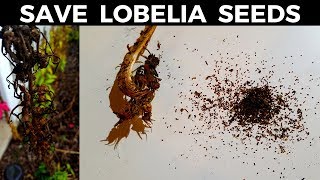 How to Save Cardinal Flower amp Lobelia Seeds [upl. by Phebe]