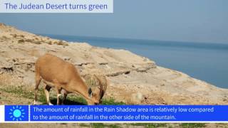 The Judean Desert Turns Green [upl. by Ahen]