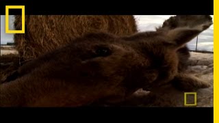 Ticks Can Kill Moose  National Geographic [upl. by Rumney]