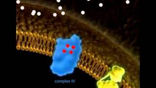 The Electron Transport Chain ETC [upl. by Lagas]