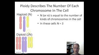 Haploid vs Diploid [upl. by Giardap]