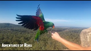 Eclectus amp Major Mitchell Parrot Free Flying [upl. by Audrie]