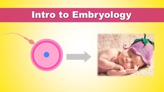 Intro to Embryology Development of Human  How we were born [upl. by Kendra]