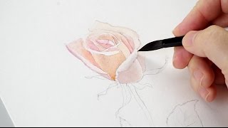 Watercolor Rose Tutorial Part 1 [upl. by Darahs94]