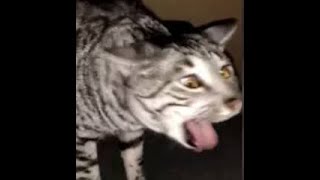 Cats Who Gag A Compilation [upl. by Enyrehtac]