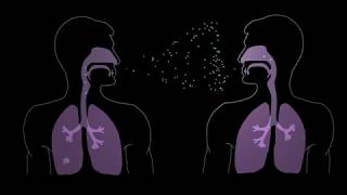 How Tuberculosis Begins [upl. by Nrevel]