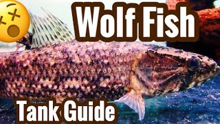 Wolf Fish Aquarium Care  Warning Live Feedings [upl. by Undine55]