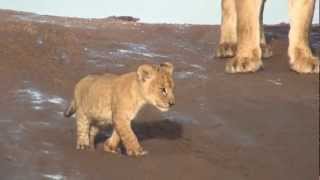 Lion Cubs Growling in the Serengeti [upl. by Llevel]