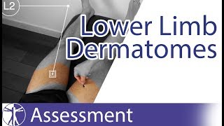 Dermatomes Lower Limb  Peripheral Neurological Examination [upl. by Kalin]