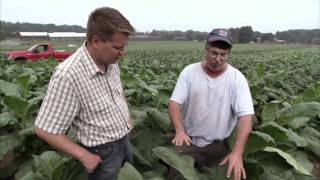 Connecticut Tobacco Farm  Americas Heartland [upl. by Sheepshanks]