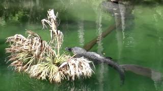 Manatees and Alligators Floridas Odd Couple [upl. by Samanthia]