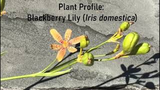 Blackberry Lily Plant Profile [upl. by Acissej]