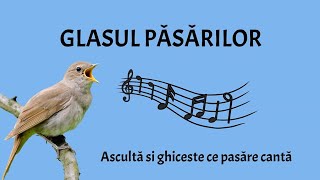 Glasul păsărilor  Ascultă și ghicește glasul păsărilor [upl. by Kariotta774]