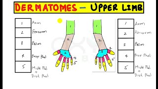 Trick to remember permanently Dermatomes of upper limb [upl. by Anelys558]