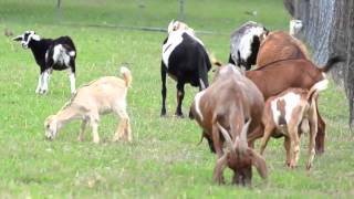 On The Farm  Educational Video by abcteach [upl. by Llehcram]