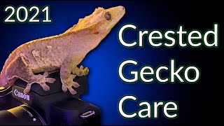 Crested Gecko Care Guide 2021  EVERYTHING You Need To Know [upl. by Samaj]