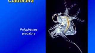 Limnology  Zooplankton Diversity amp Ecology [upl. by Novihc]