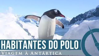 Fauna história e ocupação do continente  Viagem à Antártica  EP08 [upl. by Stephen]