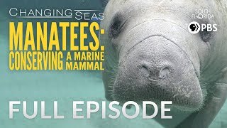 Manatees Conserving a Marine Mammal  Full Episode [upl. by Chancelor]