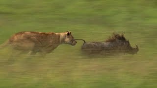 Mother Lioness Hunts Warthog  BBC Earth [upl. by Aholah]