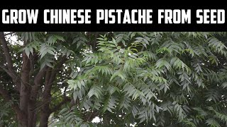 Grow Chinese Pistache From Seed [upl. by Ardelle]