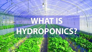 What Is Hydroponics Amazing Advantages Over SoilBased Agriculture [upl. by Marylin606]