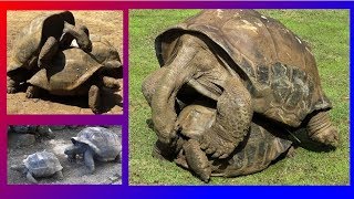 GIANT TURTLES  MATING VERY LOUDLY [upl. by Masterson]