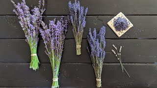 All About Lavender  identifying different varieties harvesting bundles and removing the buds [upl. by Nauqat638]