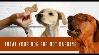 Barking dog sounds  noise desensitization for puppies and dogs [upl. by Asirac]