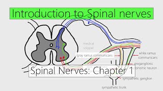 Spinal Shock versus Autonomic Dysreflexia NCLEX Quick Tips [upl. by Unity18]