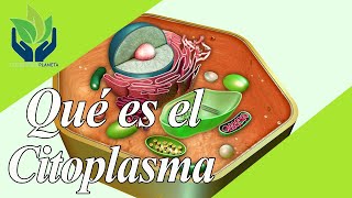 Citoplasma explicación y ejemplos [upl. by Nihhi314]