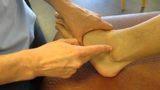 Lateral Malleolus Fibula Ankle Palpation [upl. by Relyhs]